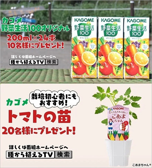種から植えるTVの視聴者プレゼント（カゴメの商品）